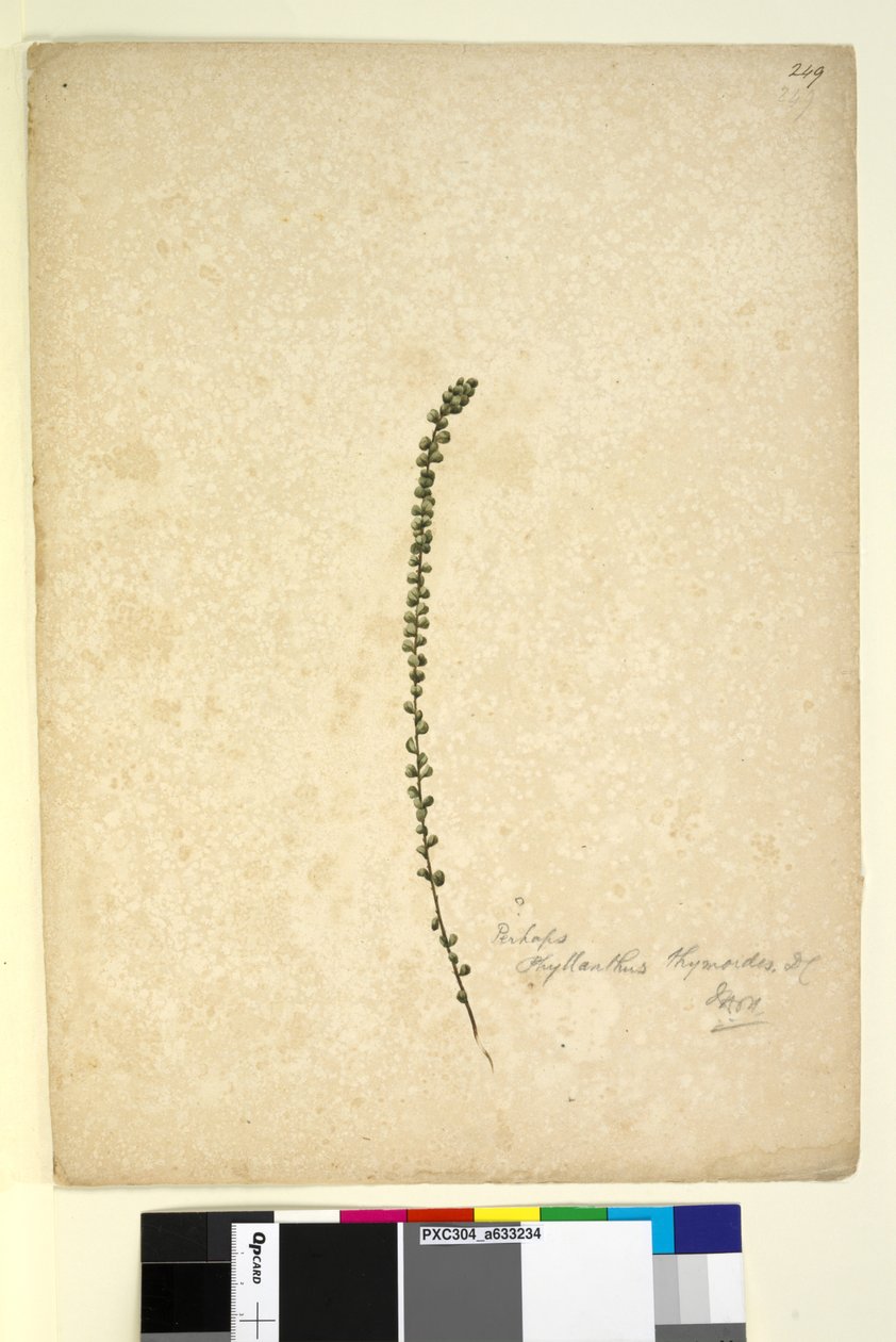 Strona 249. Być może Phyllanthus thymoides, ok. 1803-06 (toaleta, długopis, atrament i ołówek) autorstwa John William Lewin