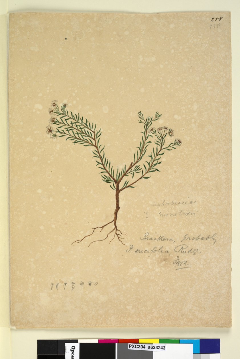 Strona 258. Poranthera ericifolia, c.1803-06 (toaleta, długopis, atrament i ołówek) autorstwa John William Lewin