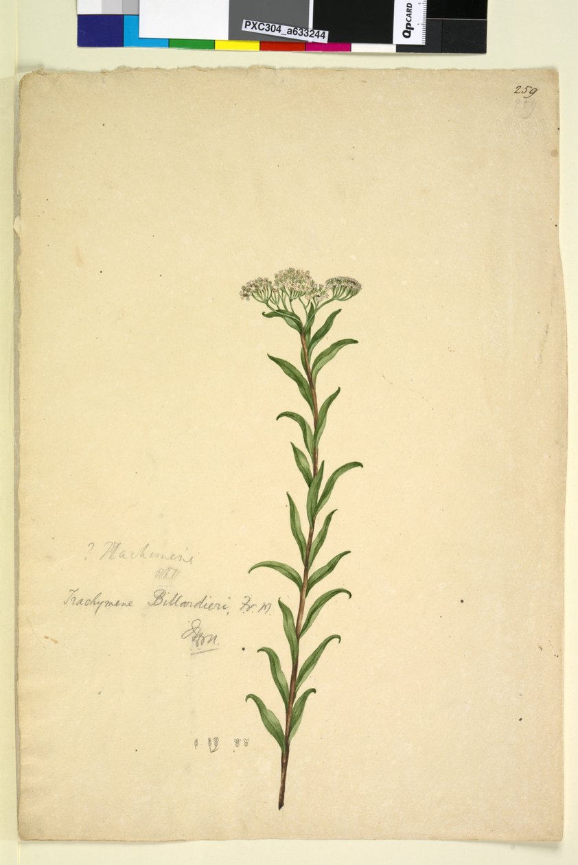 Strona 259. Trachymen, c.1803-06 (toaleta, długopis, atrament i ołówek) autorstwa John William Lewin