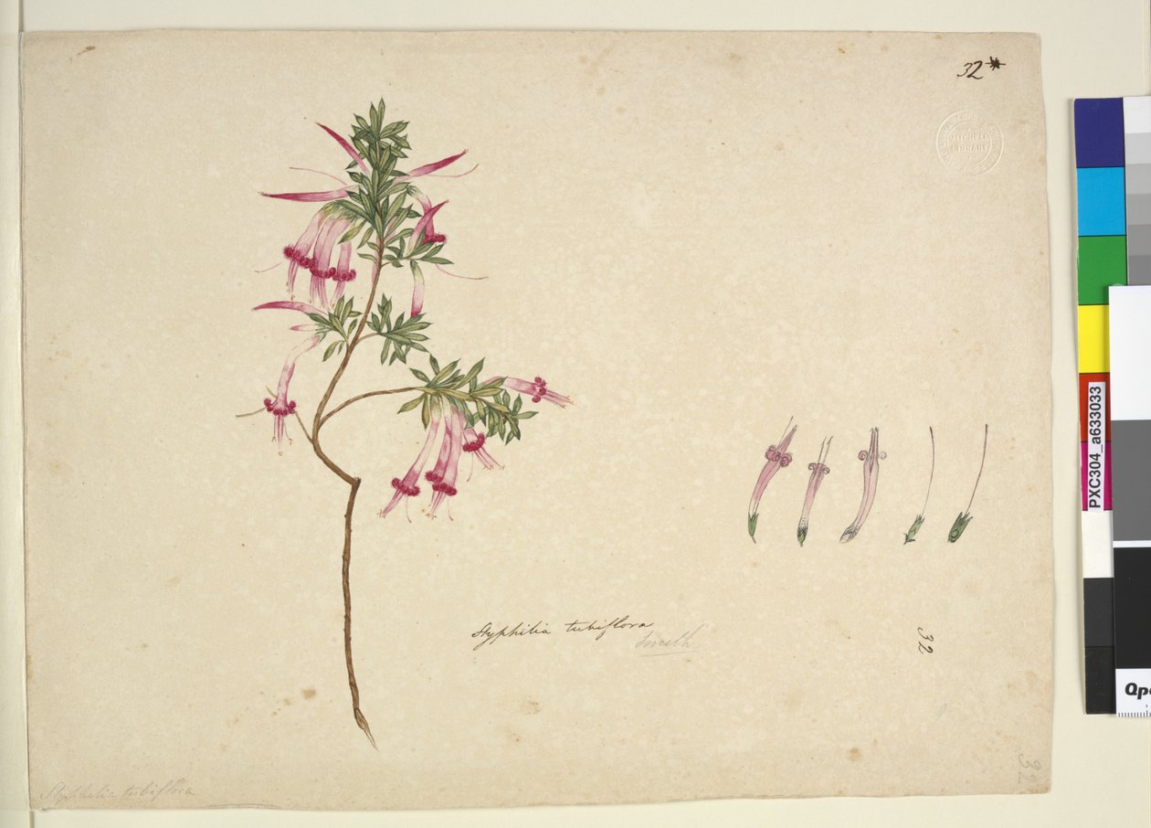 Strona 32. Styphelia tubiflora, c.1803-06 (toaleta, długopis, tusz i ołówek) autorstwa John William Lewin
