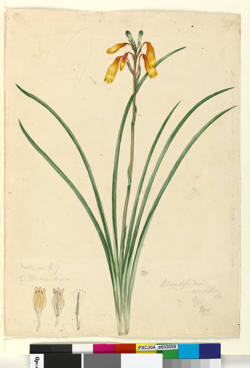 Strona 59. Blandfordia nobilis, ok. 1803-06 (wc, pióro, tusz, ołówek) autorstwa John William Lewin