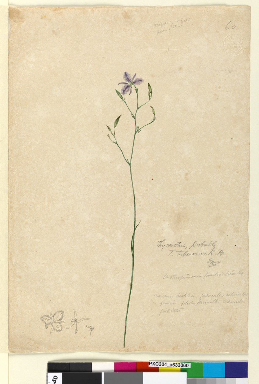 Strona 60. Thysanotus tuberosus, ok. 1803-06 (wc, pióro, tusz, ołówek) autorstwa John William Lewin