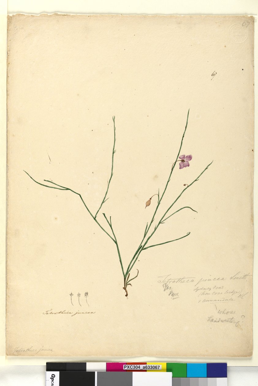 Strona 67. Tetratheca juncea, c.1803-06 (toaleta, długopis, atrament i ołówek) autorstwa John William Lewin