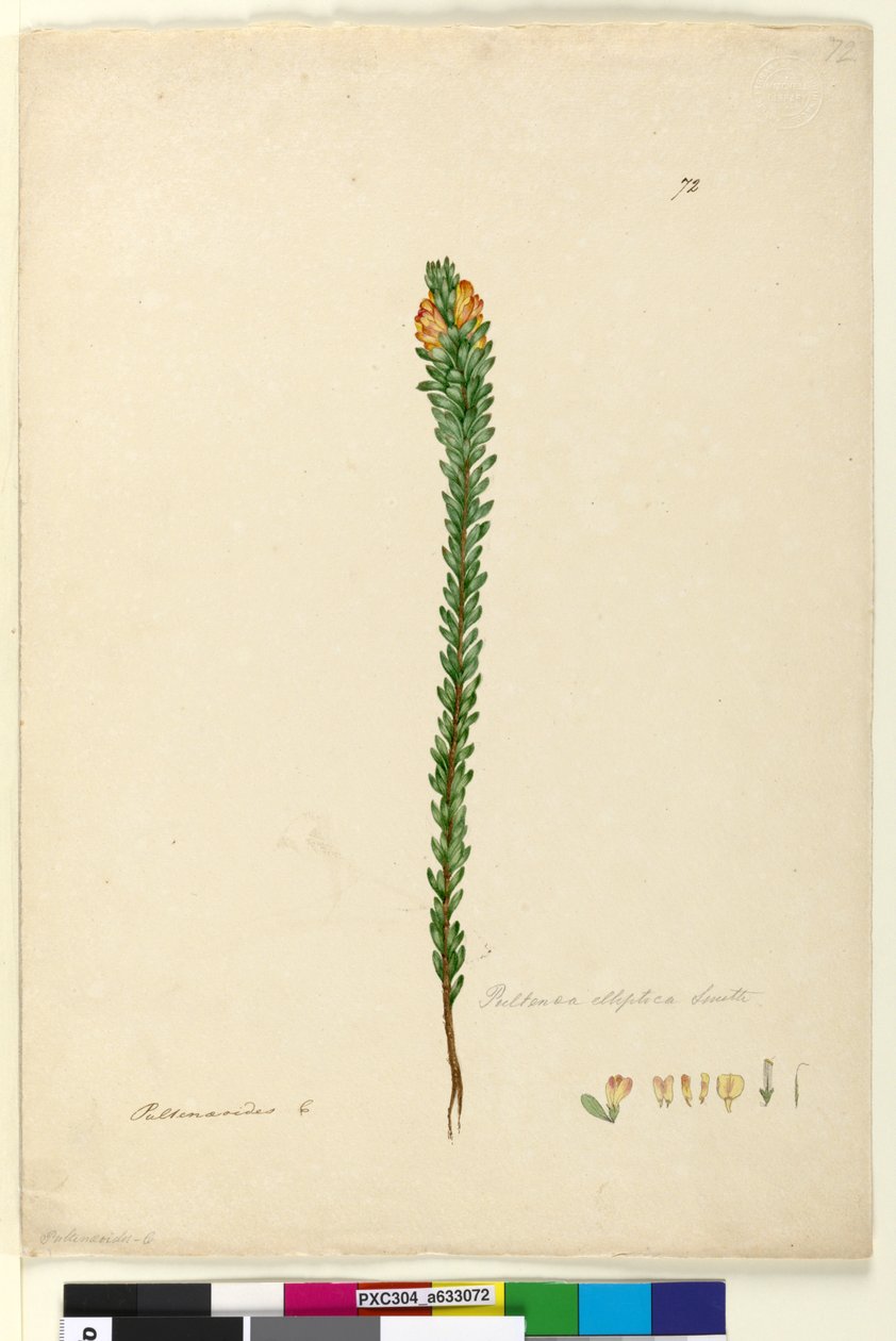 Strona 72. Pultenaea elliptica, c.1803-06 (toaleta, długopis, atrament i ołówek) autorstwa John William Lewin