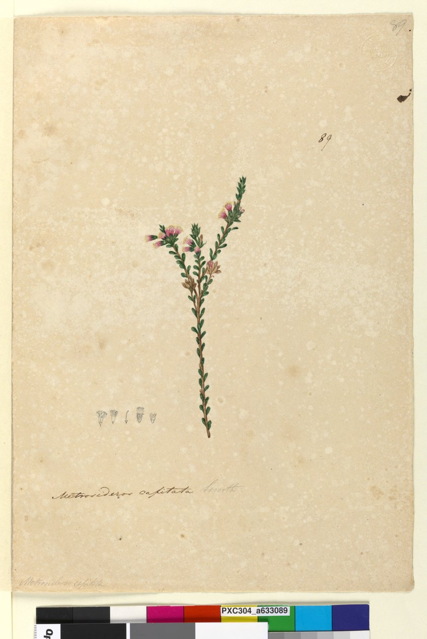 Strona 89. Metrosideros capitata, c.1803-06 (toaleta, długopis, atrament i ołówek) autorstwa John William Lewin