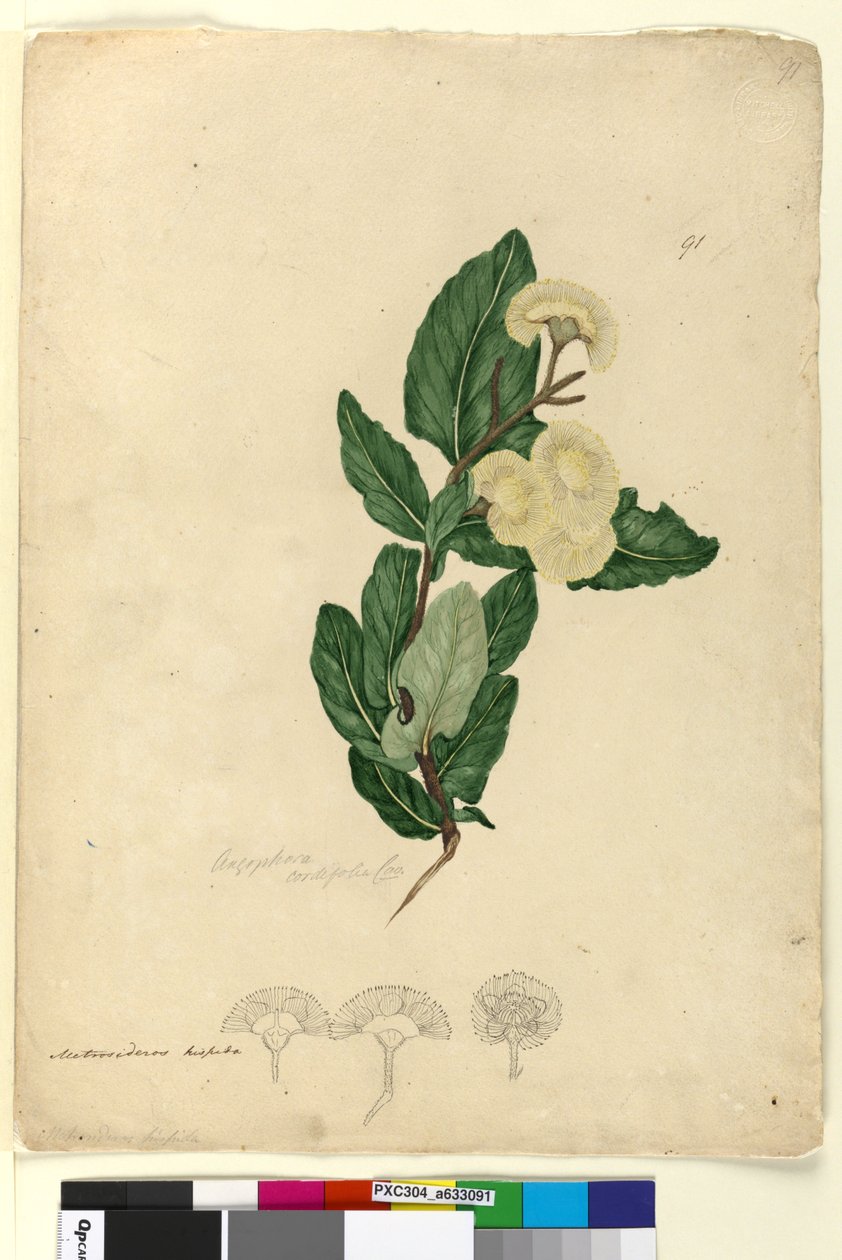 Strona 91. Angophora cordifolia, c.1803-06 (toaleta, długopis, atrament i ołówek) autorstwa John William Lewin