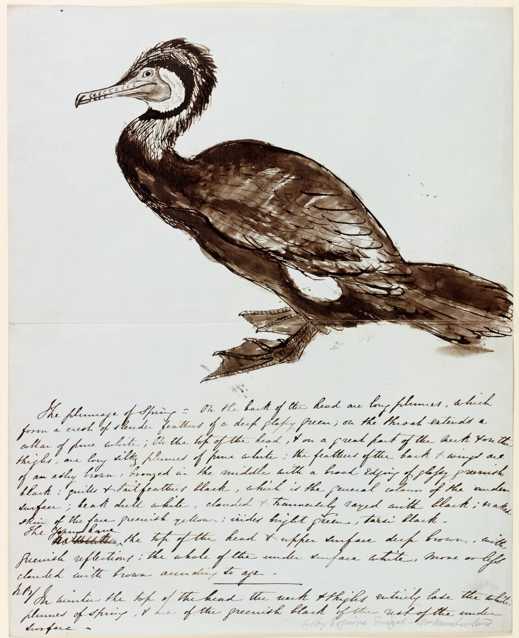 Kormoran (tusz na papierze) autorstwa John Wilson Carmichael