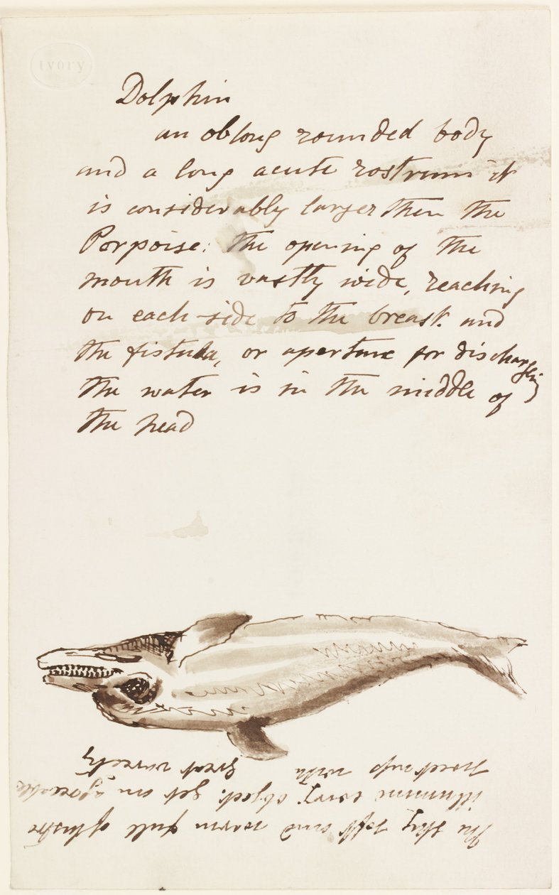 Delfin (tusz, pióro i tusz na papierze) autorstwa John Wilson Carmichael