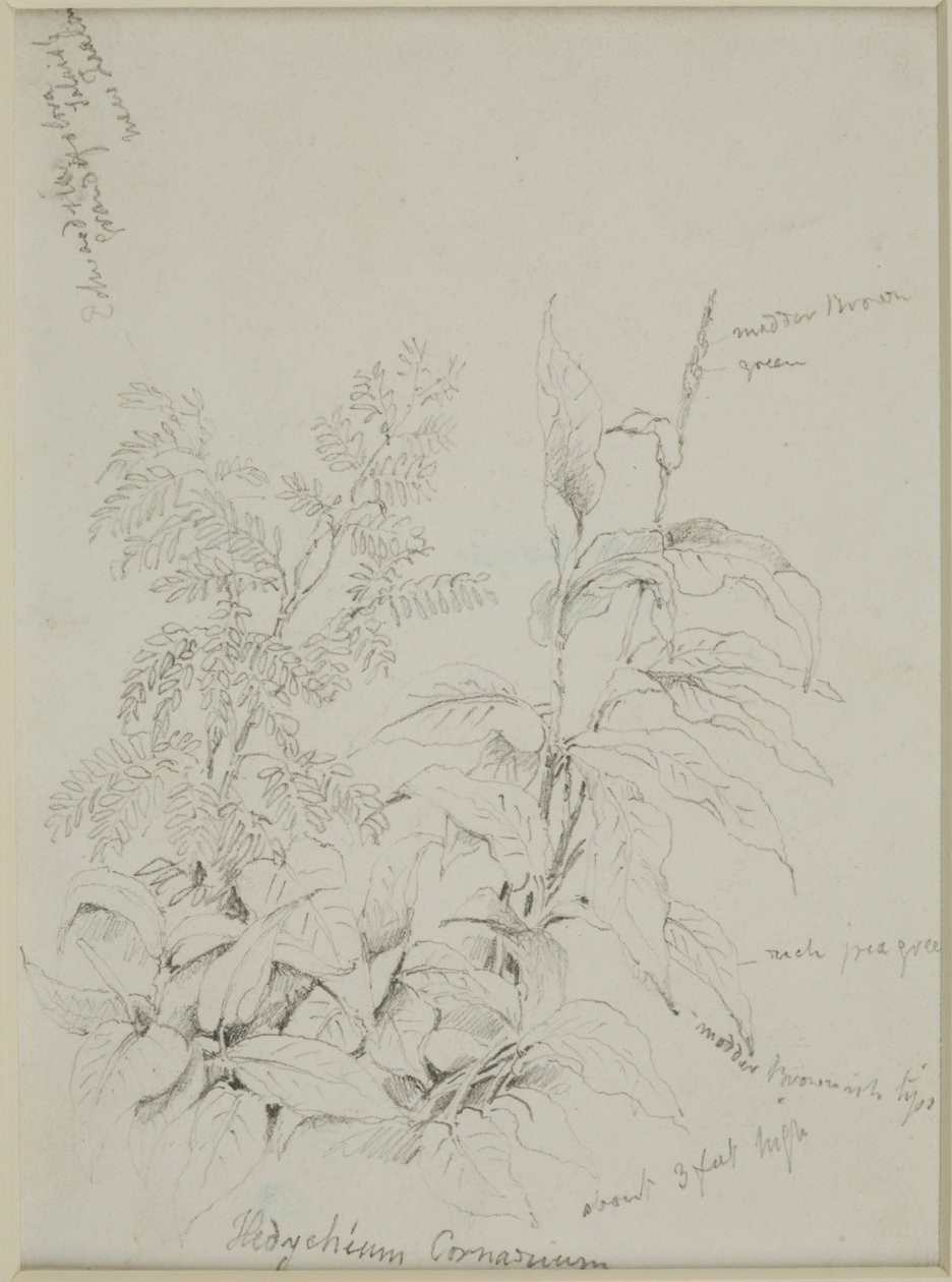 Studium przyrodnicze autorstwa John Wilson Carmichael