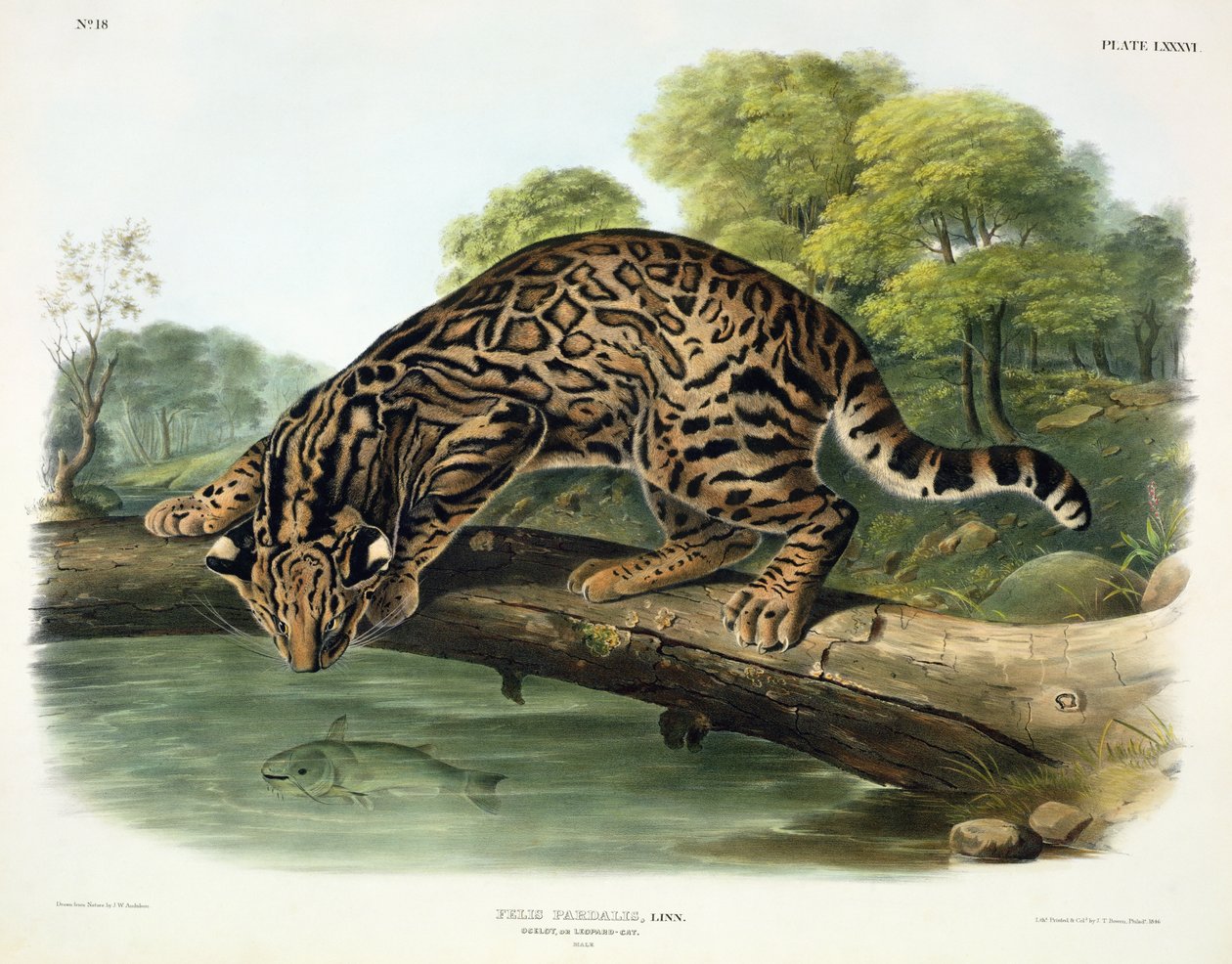 Felis Pardalis (Ocelot lub Leopard-Cat), tabliczka 86 z „Cworonogów Ameryki Północnej”, grawerowana przez Johna T. Bowena (1801-c.1856), 1846 autorstwa John Woodhouse Audubon