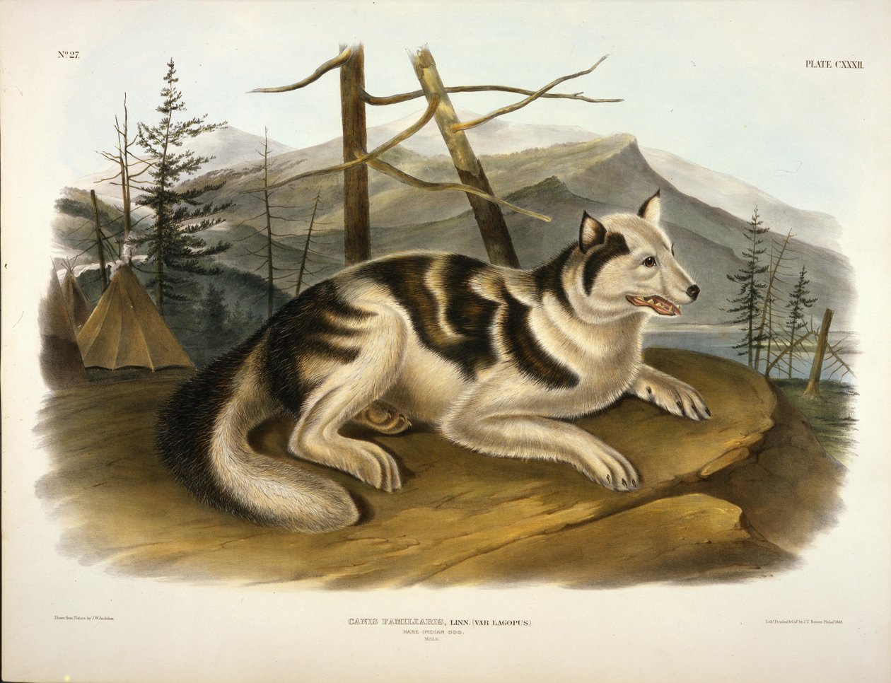 Zając indyjski pies autorstwa John Woodhouse Audubon