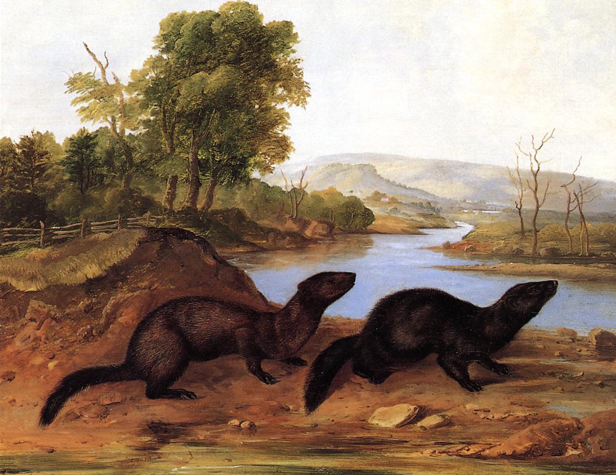 Norki, ok.1848 autorstwa John Woodhouse Audubon