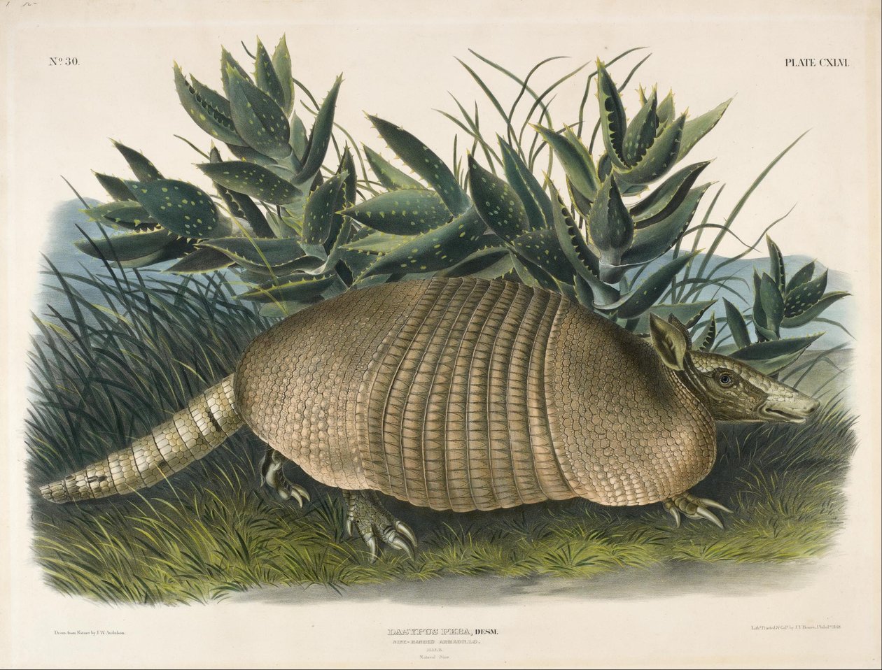 Pancernik dziewięciopręgi (Dasypus Peba) autorstwa John Woodhouse Audubon