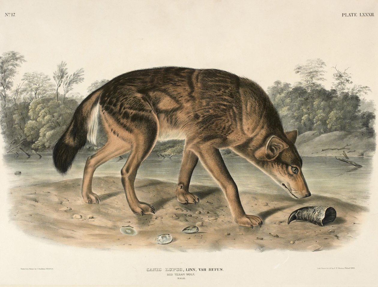 Czerwony wilk teksański (Canis Lupus) autorstwa John Woodhouse Audubon