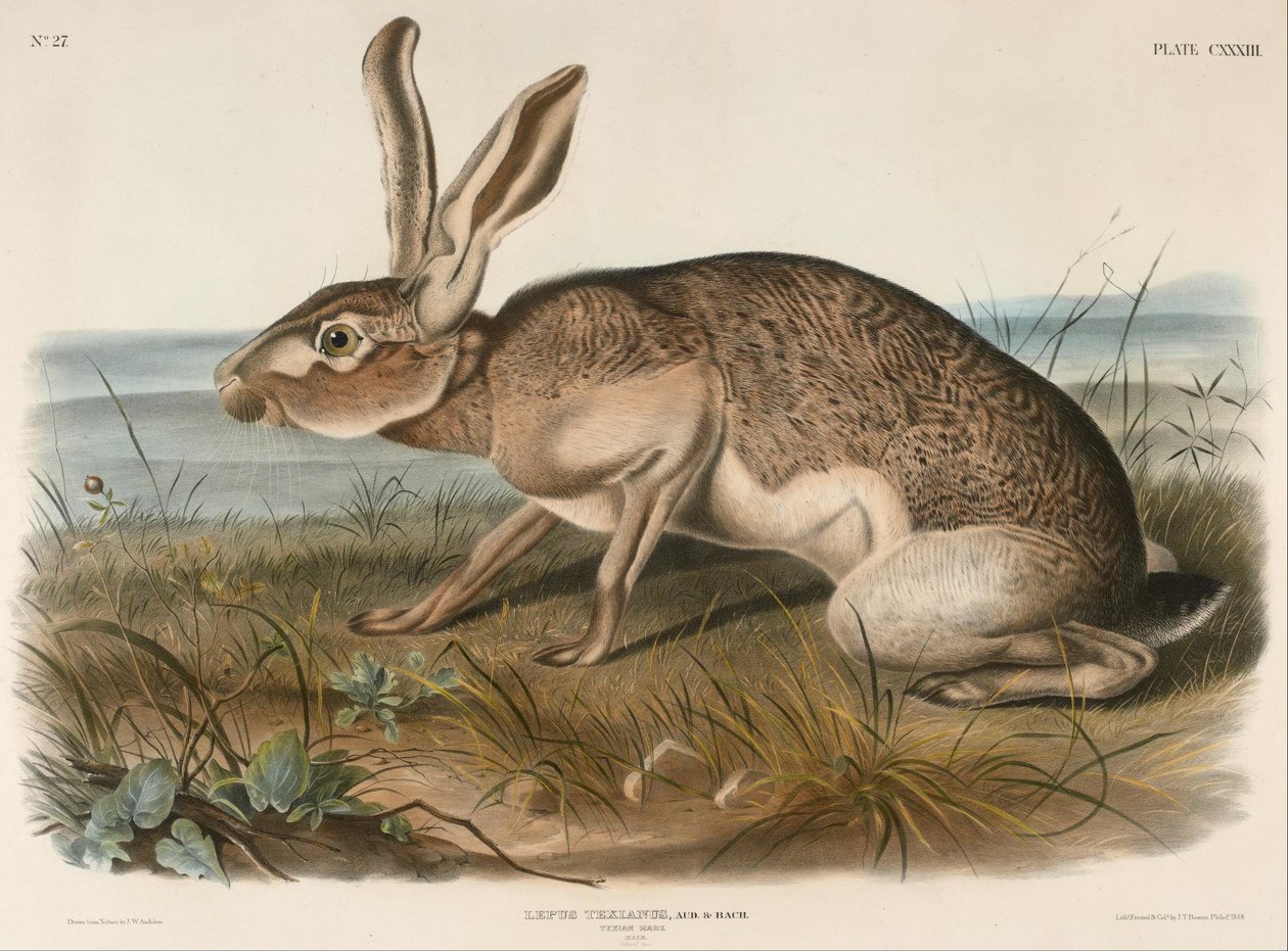 Zając teksański (Lepus Texianus) autorstwa John Woodhouse Audubon