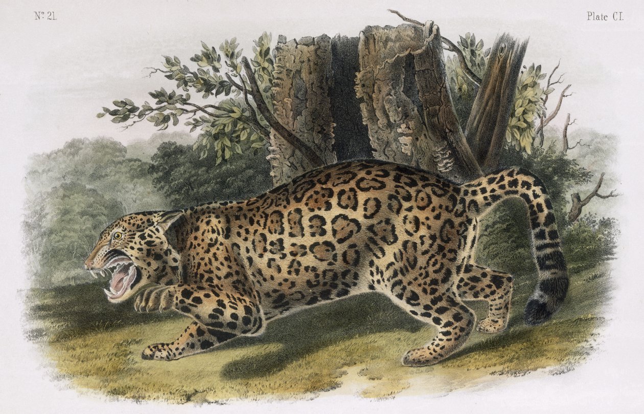 Jaguar, tablica 101 z „Cworonogów Ameryki Północnej”, grawerowana przez W.E. Hitchcock autorstwa John Woodhouse Audubon