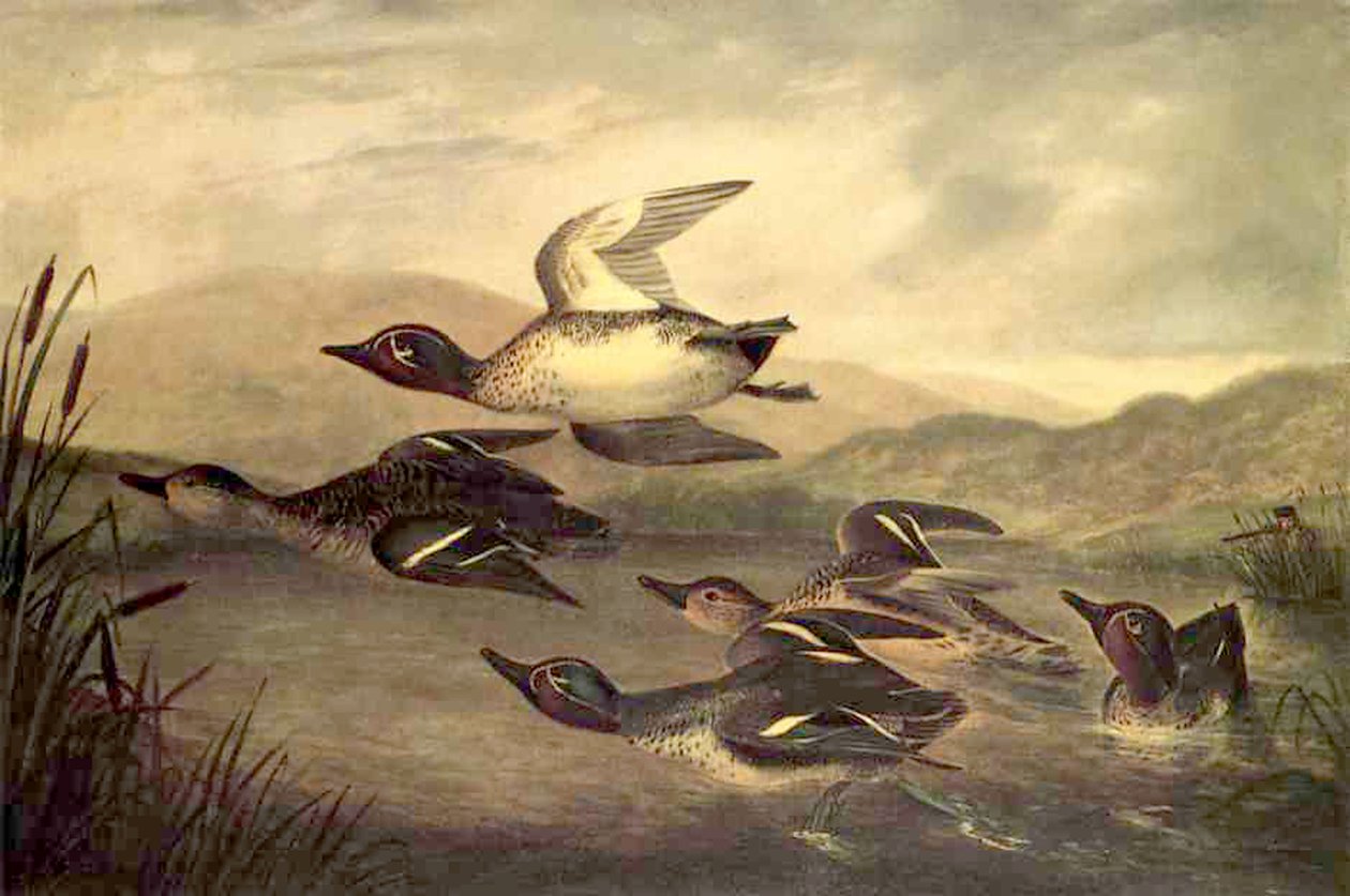 Powstanie dzikich kaczek, 1840 autorstwa John Woodhouse Audubon