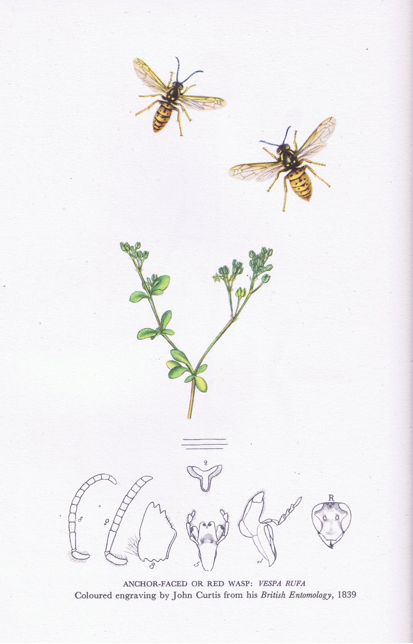 Anchor Faced lub Red Wasp, Natura w Wielkiej Brytanii, opublikowane przez Collins autorstwa John (after) Curtis