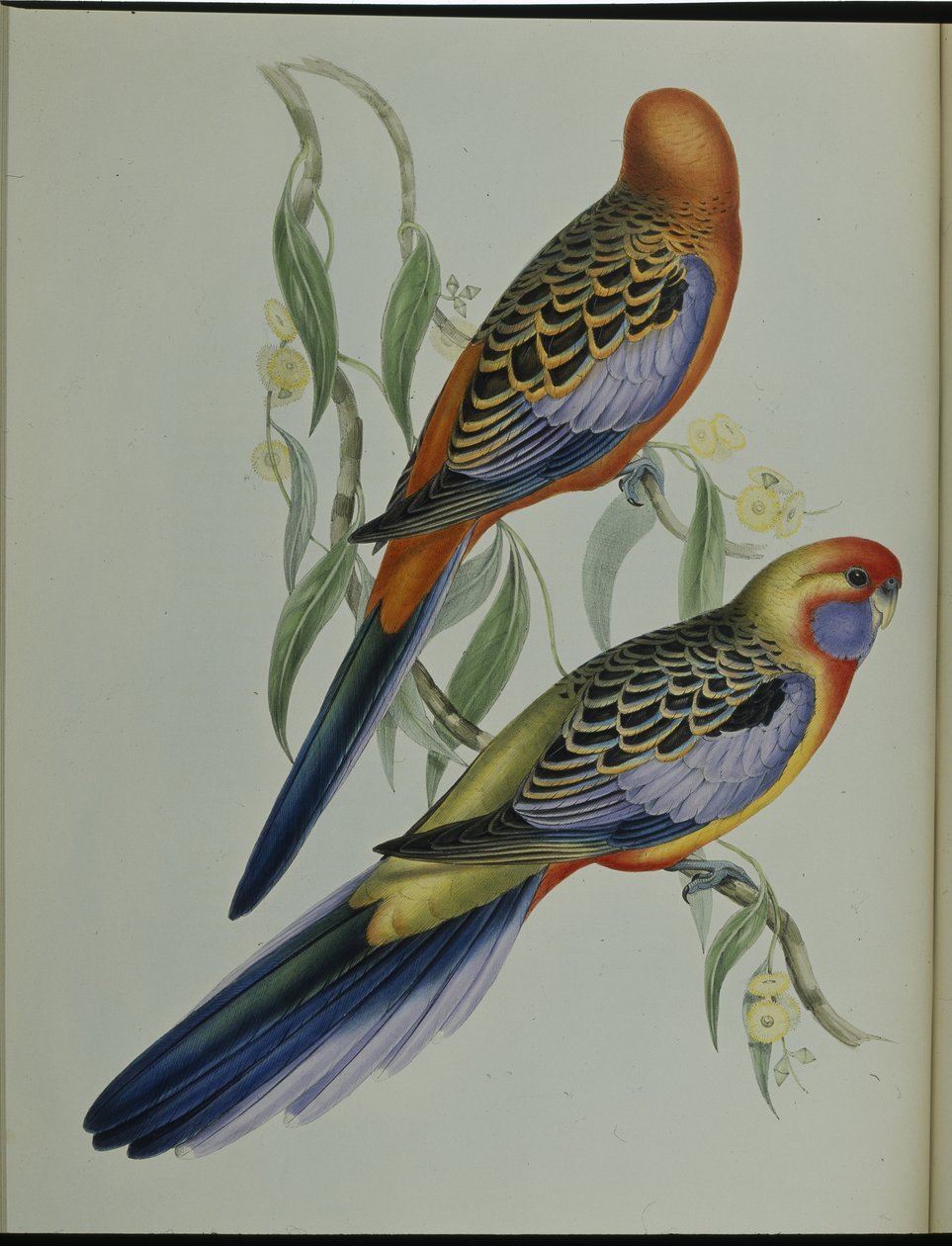 Adelaide Parakeet (Platycercus Adelaidiae) (lito ręcznie kolorowane) autorstwa John (after) Gould