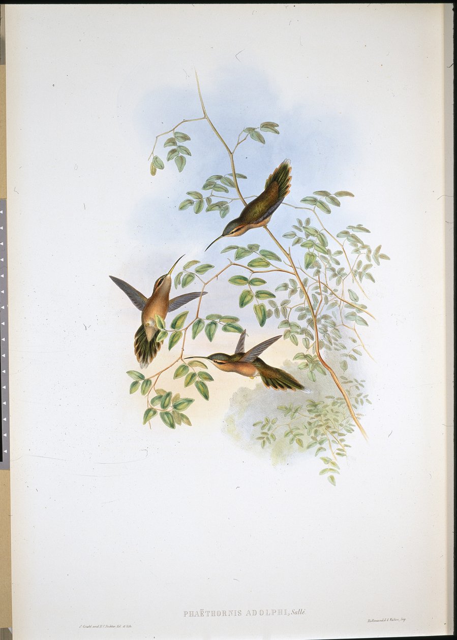 Pustelnik Adolfa (Phaethornis Adolphi) (ręcznie barwiony lito) autorstwa John (after) Gould