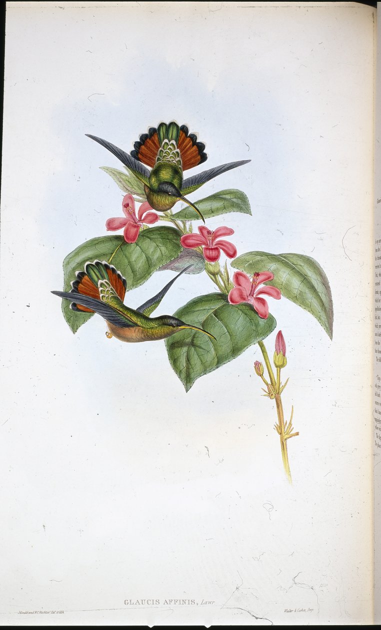 Allied Hermit (Glaucus affinis) (ręcznie barwiony litho) autorstwa John (after) Gould