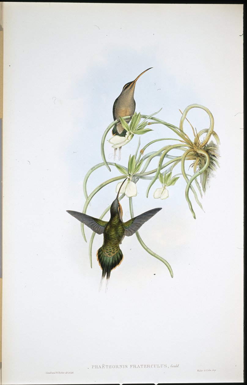 Allied Pustelnik (Phaethornis Fraterculus) (ręcznie barwiony lito) autorstwa John (after) Gould