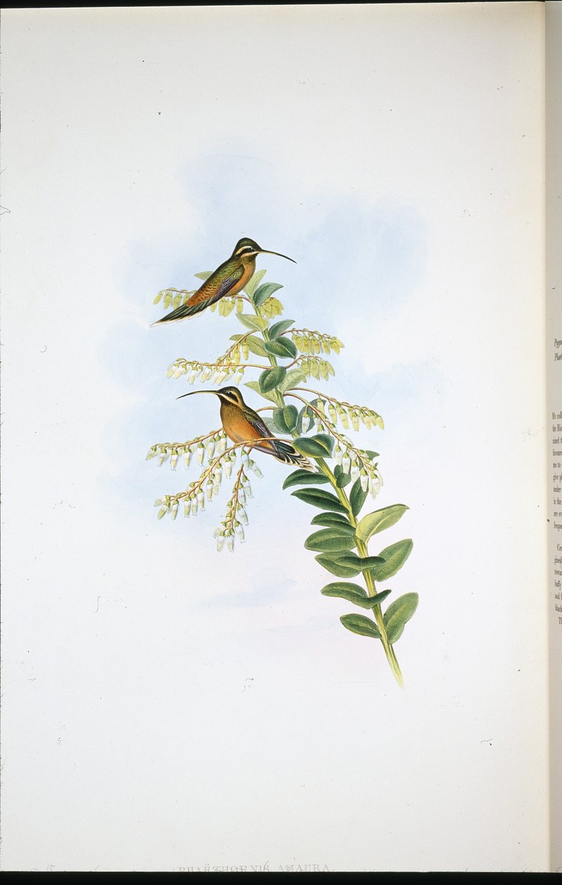 Amaura Pustelnik (Phaethornis Amaura) (ręcznie barwiony lito) autorstwa John (after) Gould