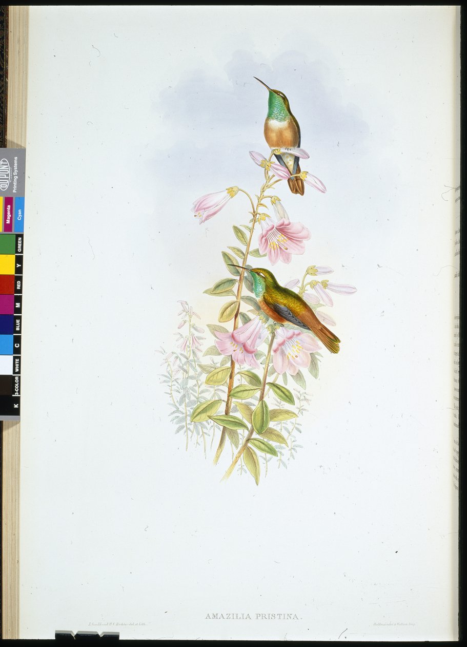 Amazili (Amazilia Pristina) (lito ręcznie kolorowane) autorstwa John (after) Gould
