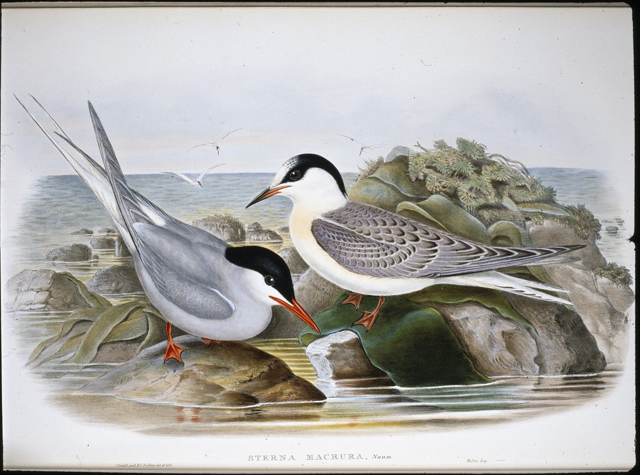 Rybitwa popielata (Sterna Macrura) (ręcznie kolorowana lito) autorstwa John (after) Gould
