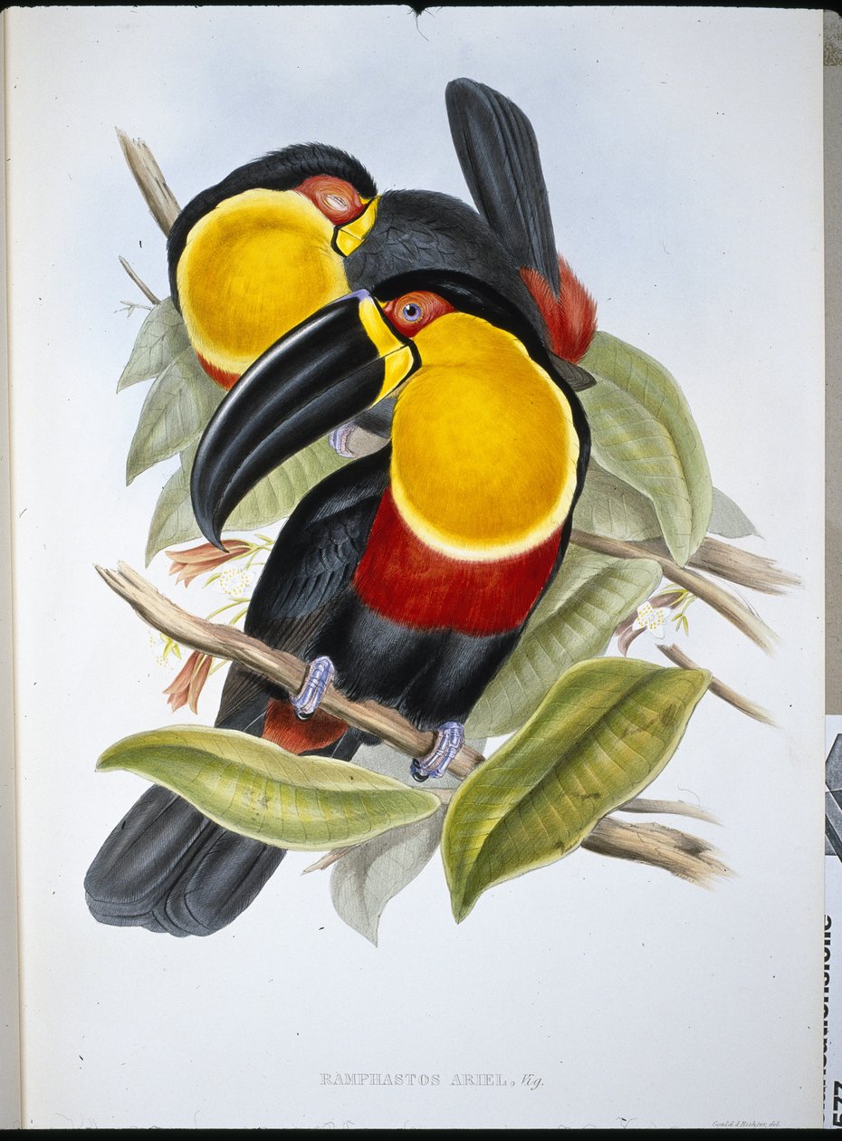 Ariel Tukan (Ramphastos Ariel) (lito ręcznie kolorowane) autorstwa John (after) Gould