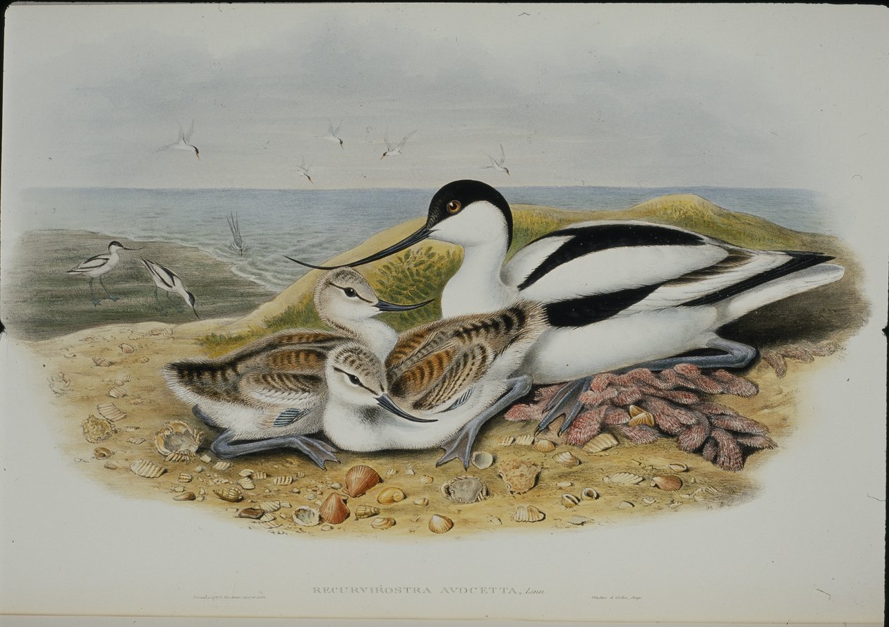Avocet (Recurvirostra Avocetta) (lito ręcznie kolorowane) autorstwa John (after) Gould
