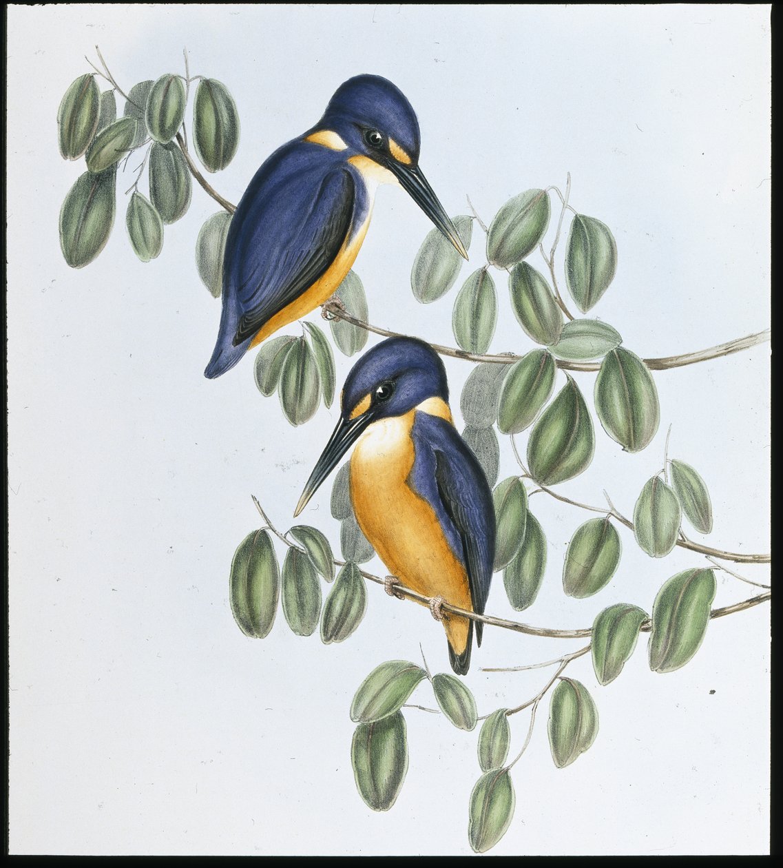 Zimorodek lazurowy (Alcyone Azurea) (lito ręcznie kolorowane) autorstwa John (after) Gould