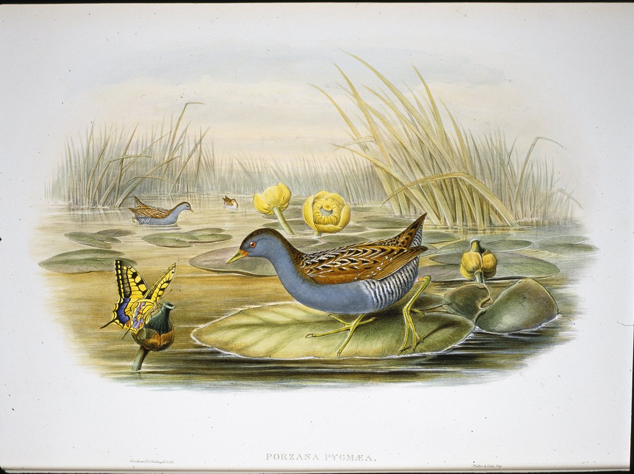 Derkacz bajlarski (Porzana Pygmaea) (lito ręcznie kolorowane) autorstwa John (after) Gould