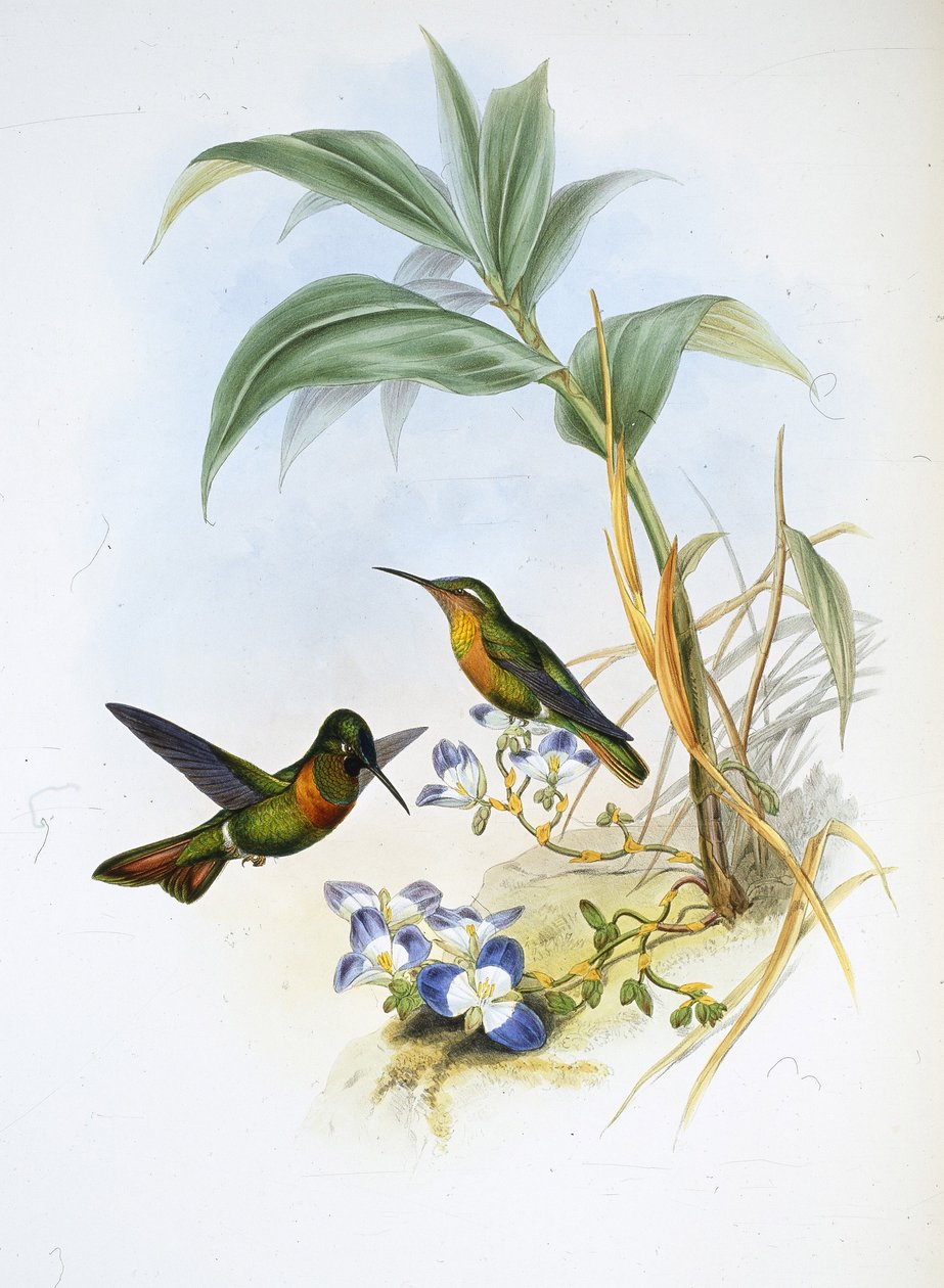 Rubin z paskiem (Clytolaema Aurescens) (ręcznie barwiony litho) autorstwa John (after) Gould