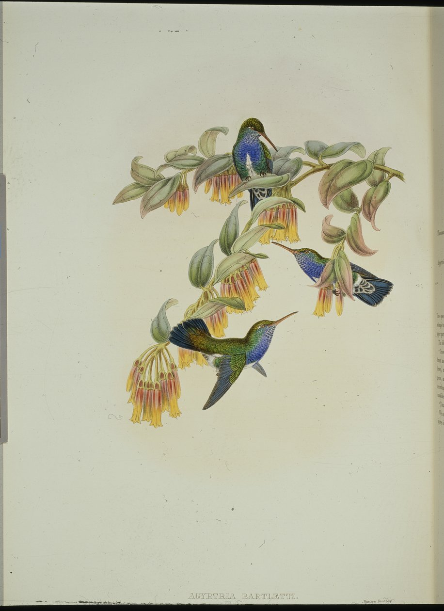 Szmaragdowy koliber Bartletta (Anartria Bartletts) (ręcznie barwiony litho) autorstwa John (after) Gould