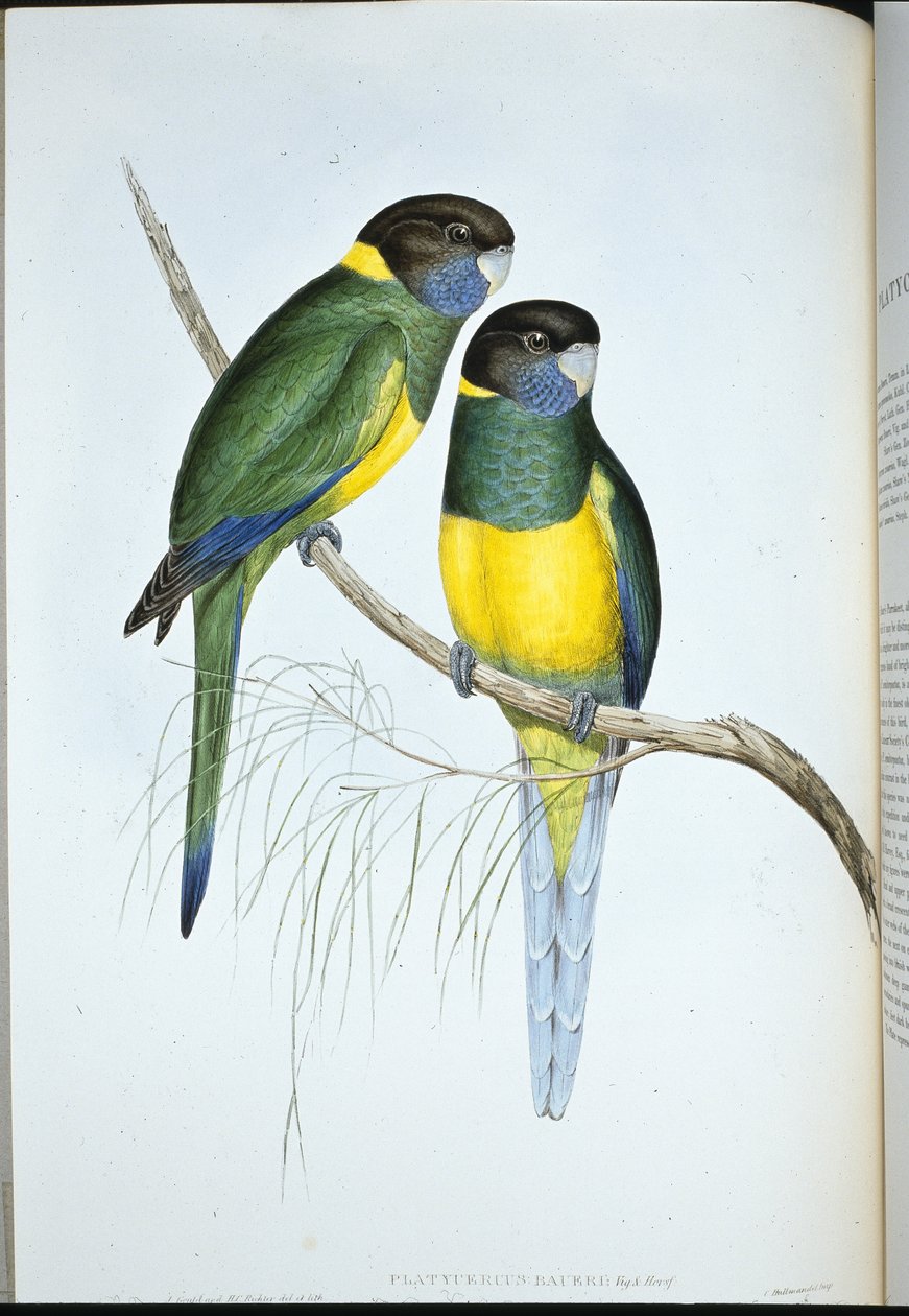 aleksandretta Bauera (Platycercus Baueri) (lito ręcznie kolorowane) autorstwa John (after) Gould