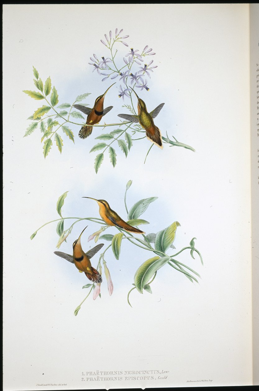 Pasiasty pustelnik (Phaethornis Nigrocinctus) i biskup pustelnik (Phaethornis Episcopus) (ręcznie barwiony litho) autorstwa John (after) Gould