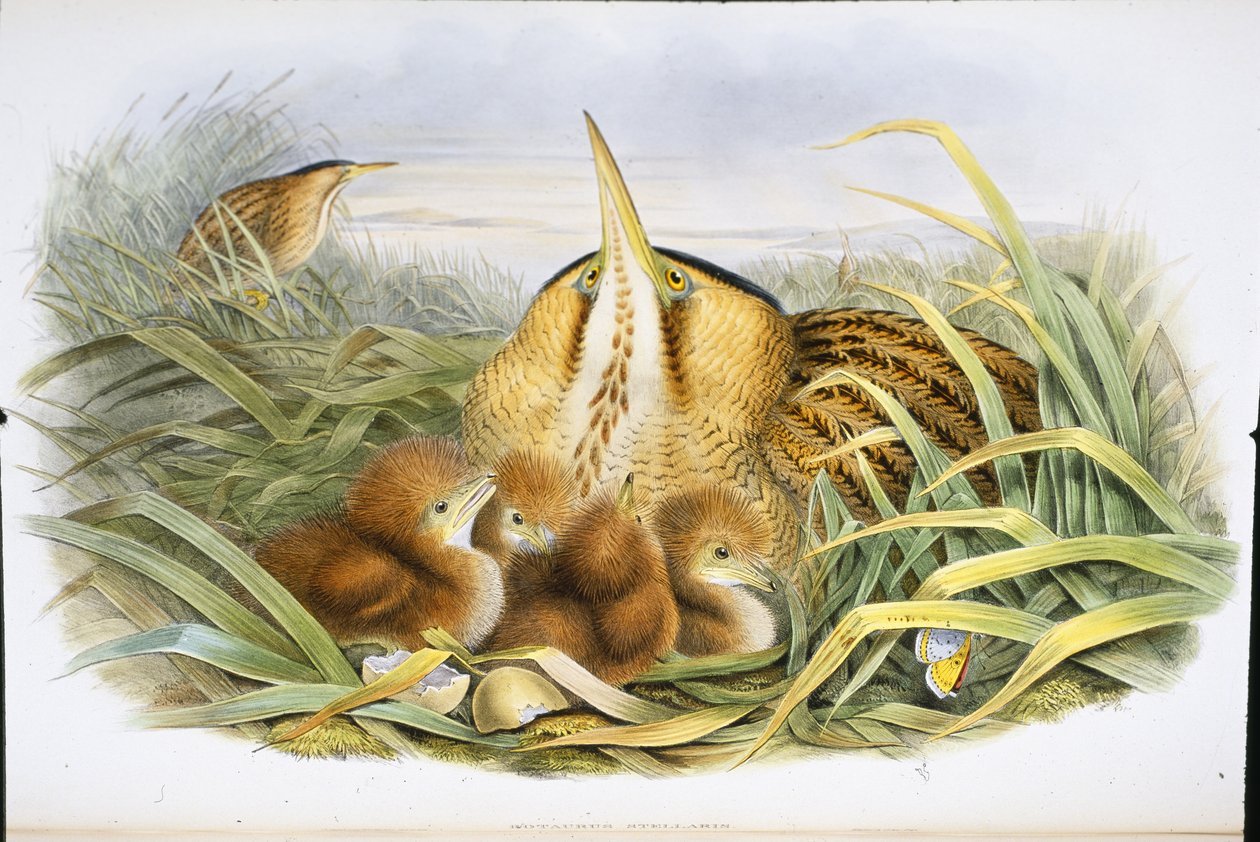 Bąk (Botaurus Stellaris) (lito ręcznie kolorowane) autorstwa John (after) Gould