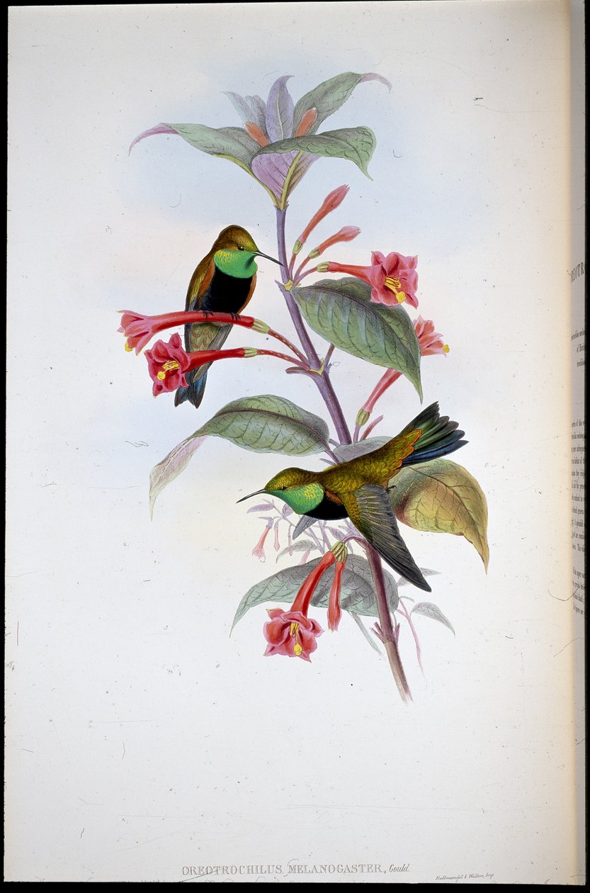 Gwiazda Górska (Oreotrochilus Melanogaster) (ręcznie kolorowana lito) autorstwa John (after) Gould
