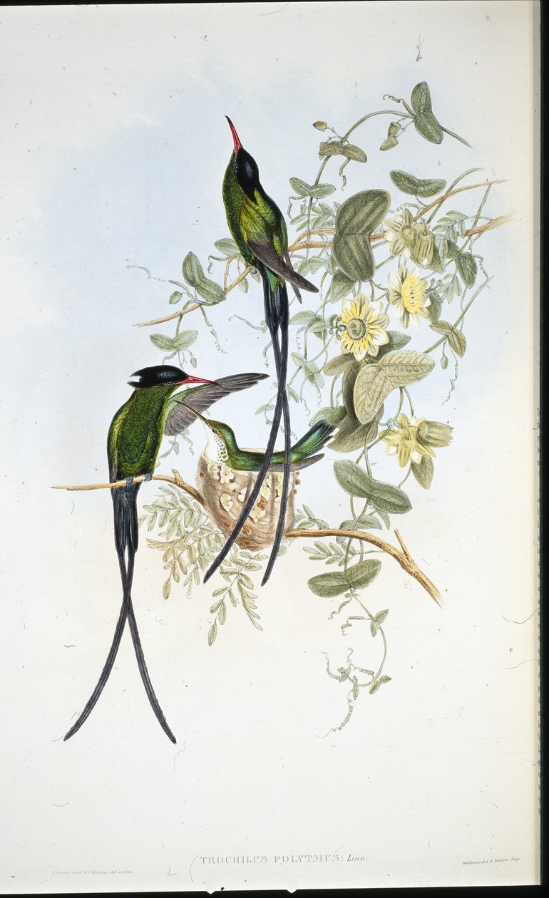 Koliber czarnogłowy (Trochilus polytmus) (ręcznie barwiony litho) autorstwa John (after) Gould