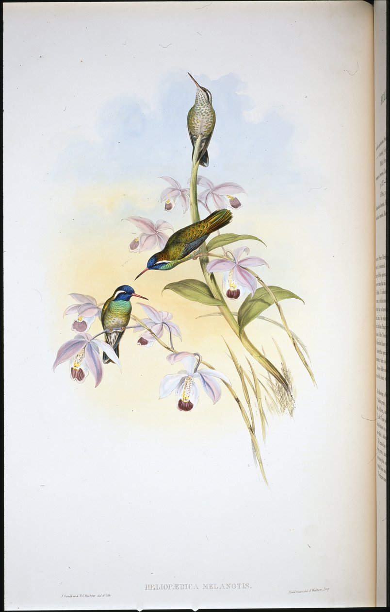 Koliber czarnouchy (Heliopaedica Melanotis) (ręcznie barwiony litho) autorstwa John (after) Gould