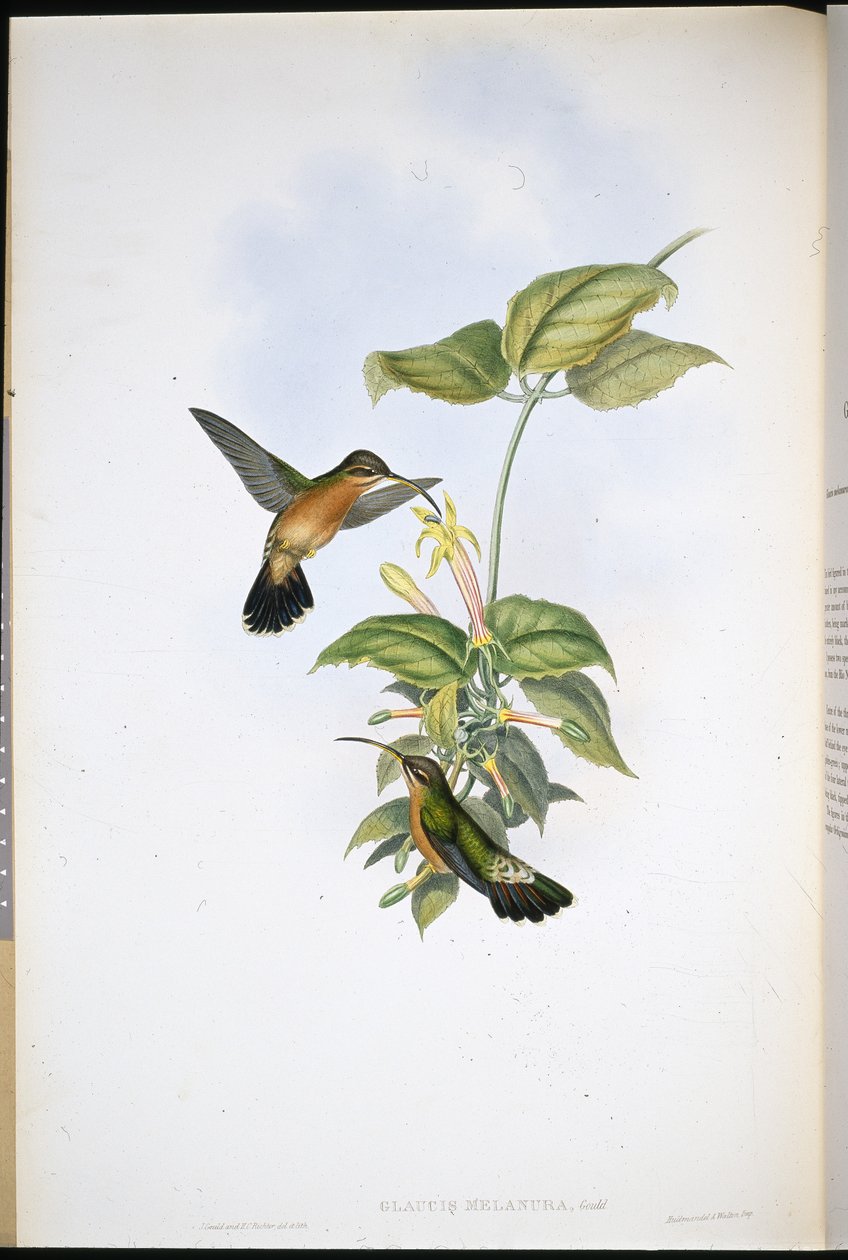 Pustelnik czarnoogoniasty (Glaucis Melanura) (ręcznie barwiony lito) autorstwa John (after) Gould