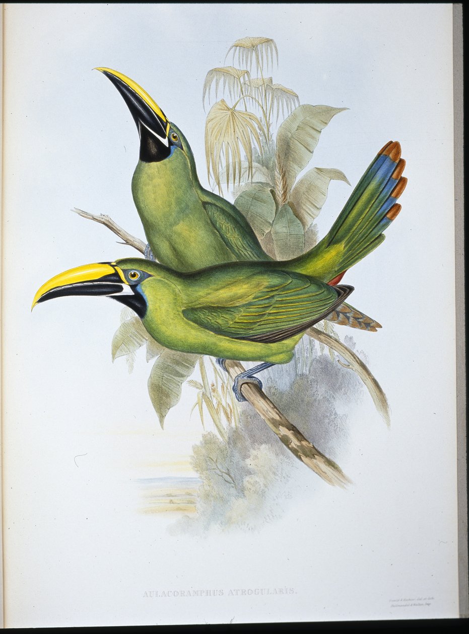 Tukan czarnodzioby (Aulacoramphus Atrogularis) (ręcznie barwiony litho) autorstwa John (after) Gould