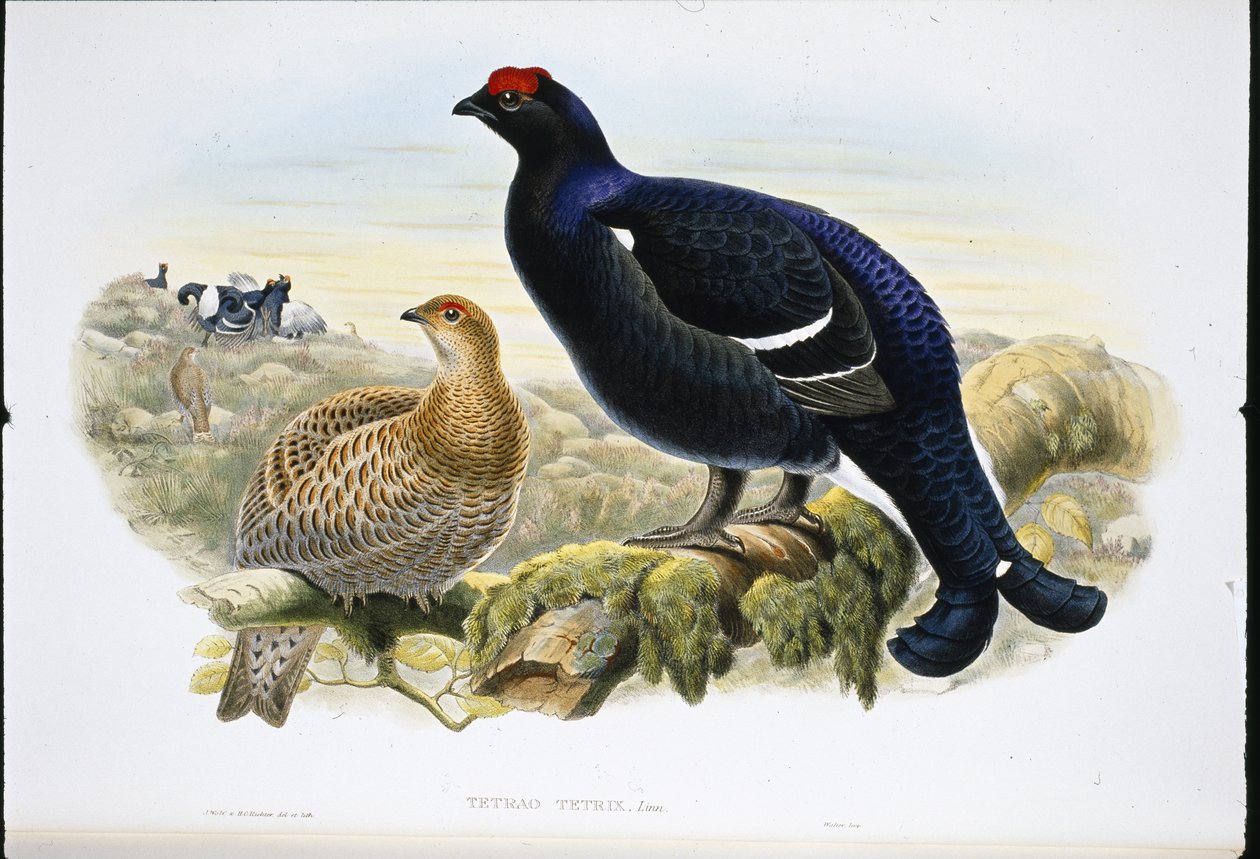 Blackcock (Tetrao Tetrix) (lito ręcznie kolorowane) autorstwa John (after) Gould
