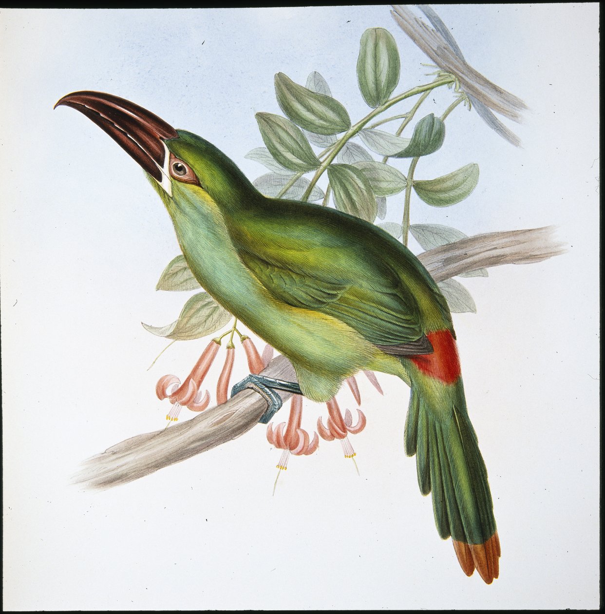 Tukan żółtodziobowy (Aulacoramphus Haematopygius) (ręcznie barwiony lito) autorstwa John (after) Gould