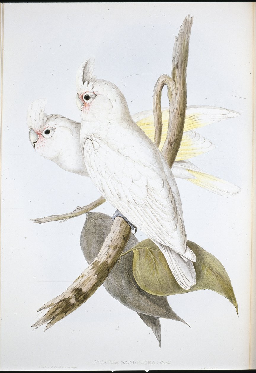 Kakadu Zakrwawiona (Cacatua Sanguinea) (ręcznie barwiona lito) autorstwa John (after) Gould