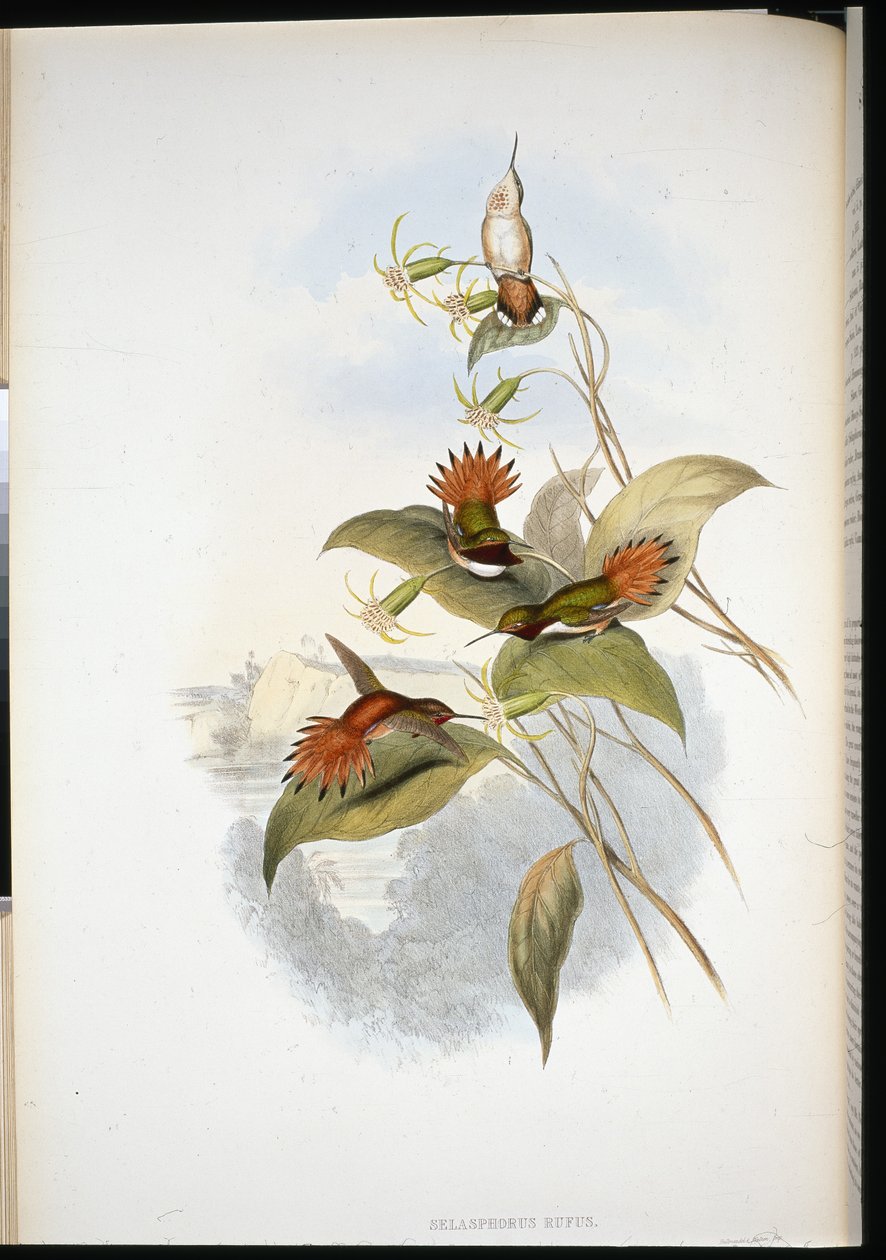 Szafir niebieskogłowy (eucephala grayi) (ręcznie barwiony litho) autorstwa John (after) Gould