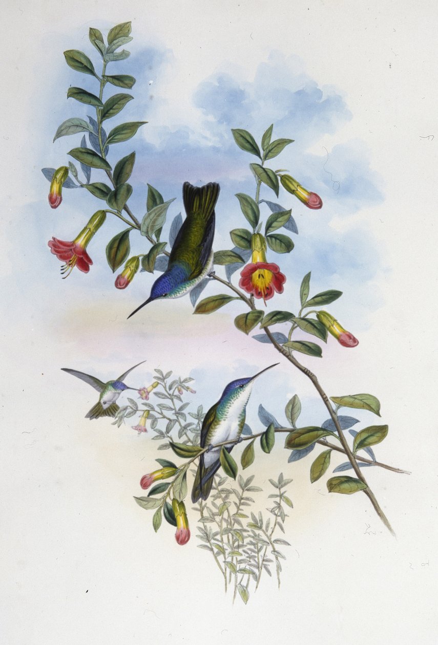 Niebieskoszyja lazurowa korona (Cyanomyia Cyanocollis) (lito ręcznie kolorowane) autorstwa John (after) Gould