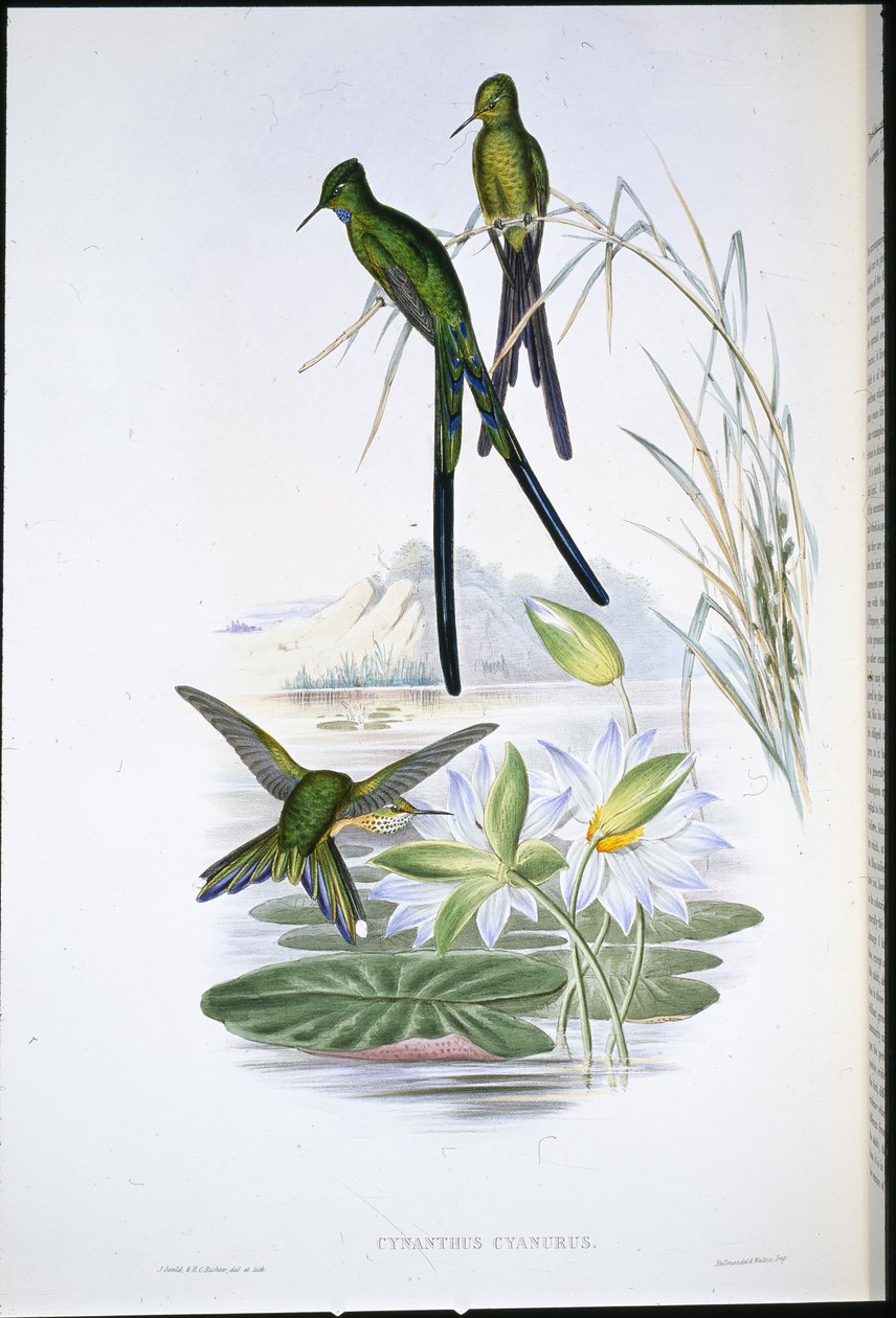 Sylfa niebieskoogoniasta (Cynanthus Cyanurus) (ręcznie kolorowana lito) autorstwa John (after) Gould