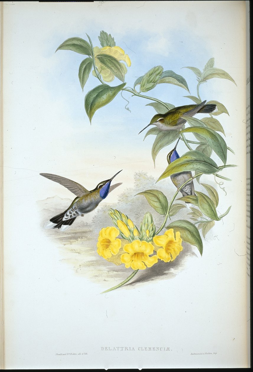 Blue-throated Cazique (Delattria Clemenciae) (ręcznie barwiony litho) autorstwa John (after) Gould